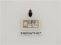 藏品(龍蝨、牙蟲)的圖片